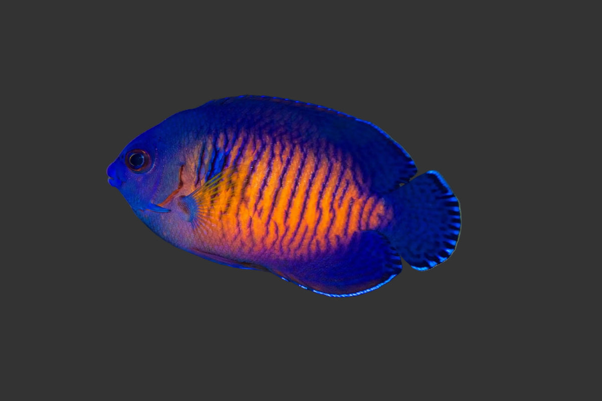 Coral Beauty (3 inches)