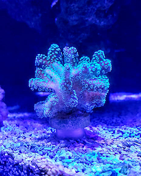 Coral Frag Plug Sand Stands - Set of 5 - Animals & Pet Supplies