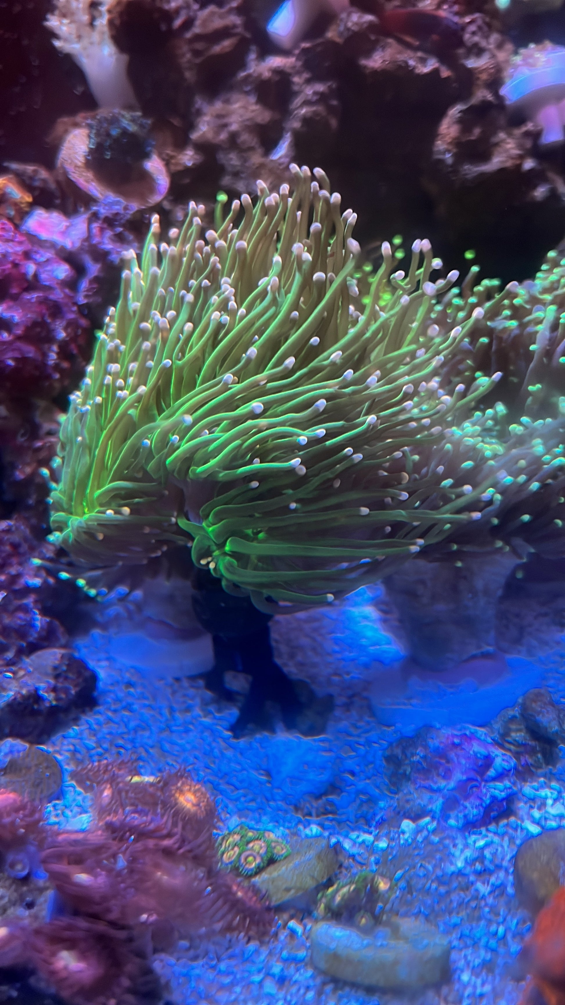 Coral Frag Plug Sand Stands - Set of 5 - Animals & Pet Supplies