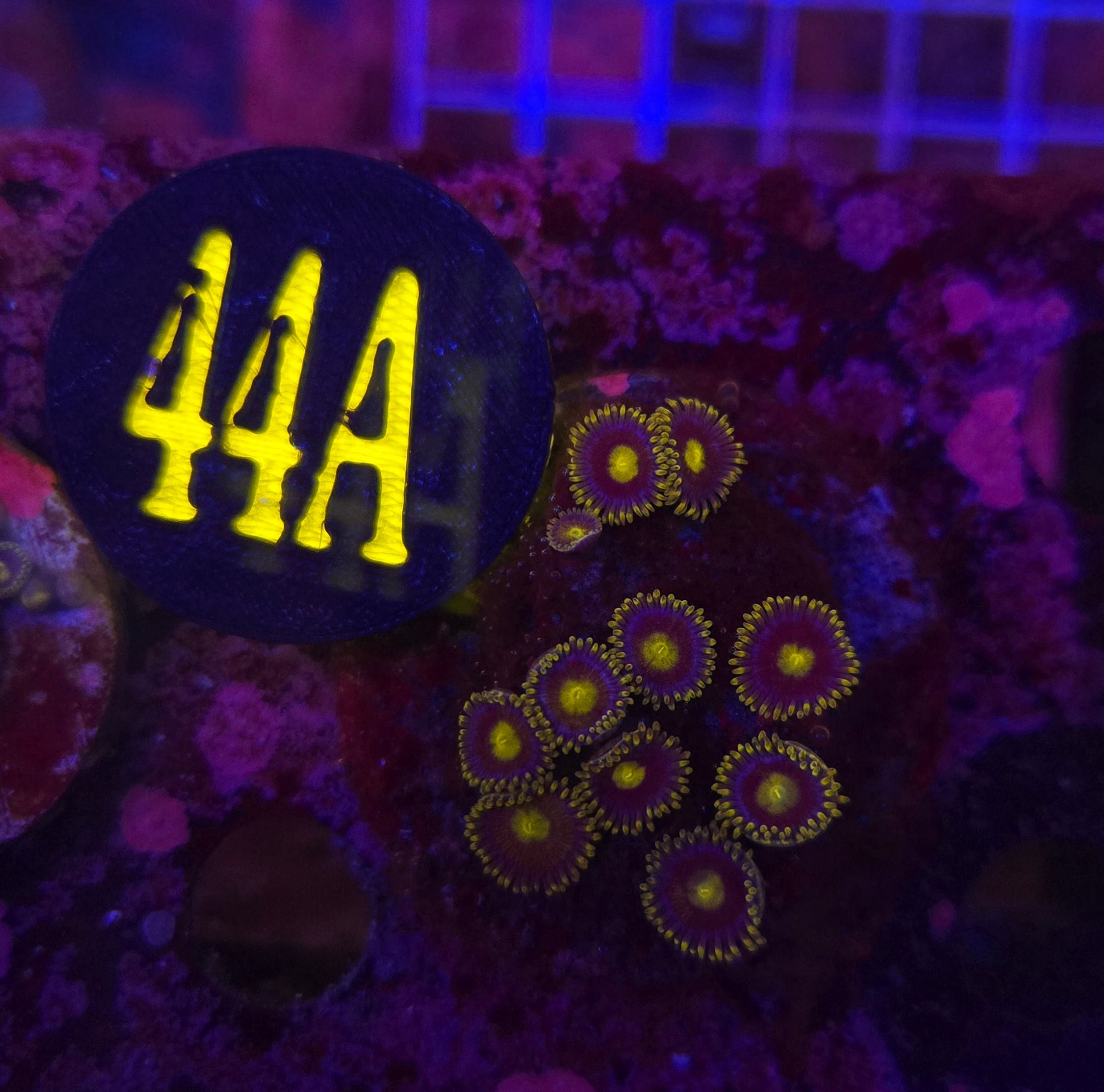 Corona Zoanthid Frag WYSIWYG!