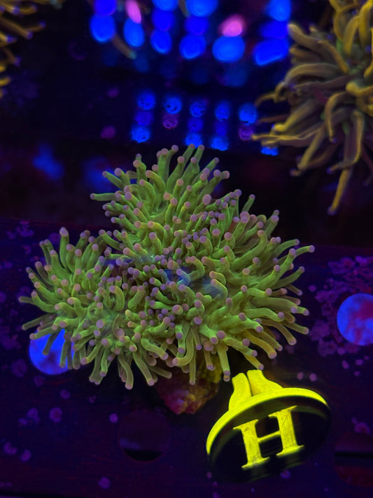 Cotton Candy Torch Coral WYSIWYG!