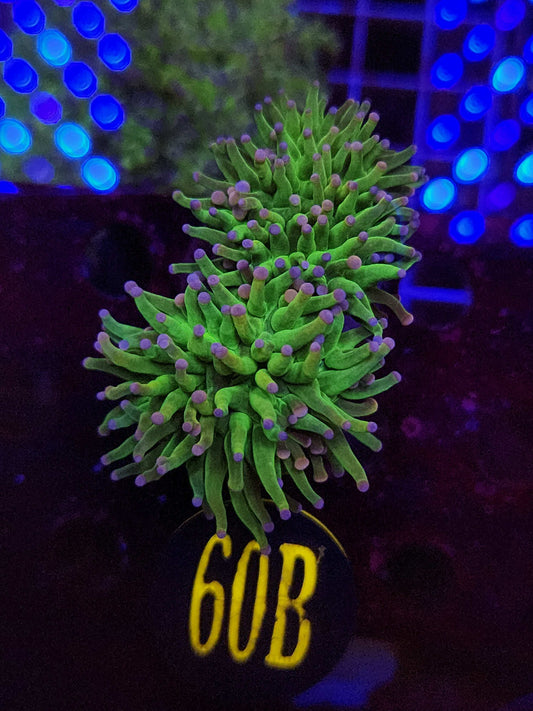Cotton Candy Torch Coral, WYSIWYG!