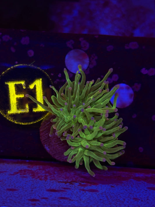 Cotton Candy Torch Frag WYSIWYG!