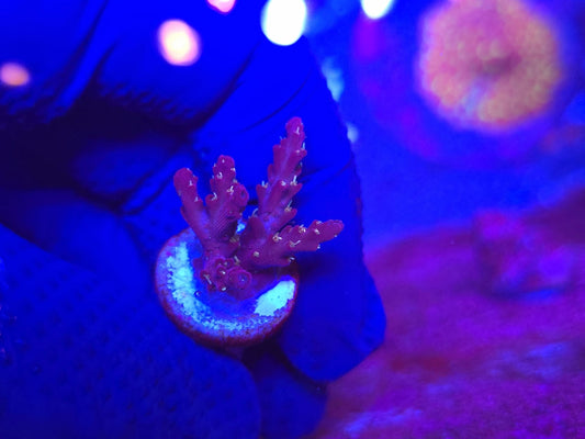 CR Eternal Flame Acropora WYSIWYG