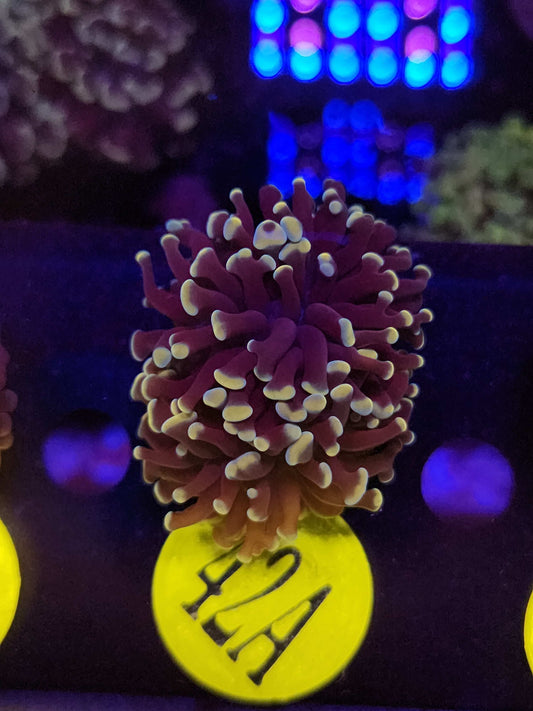 Dark Gold Hammer Coral, WYSIWYG!