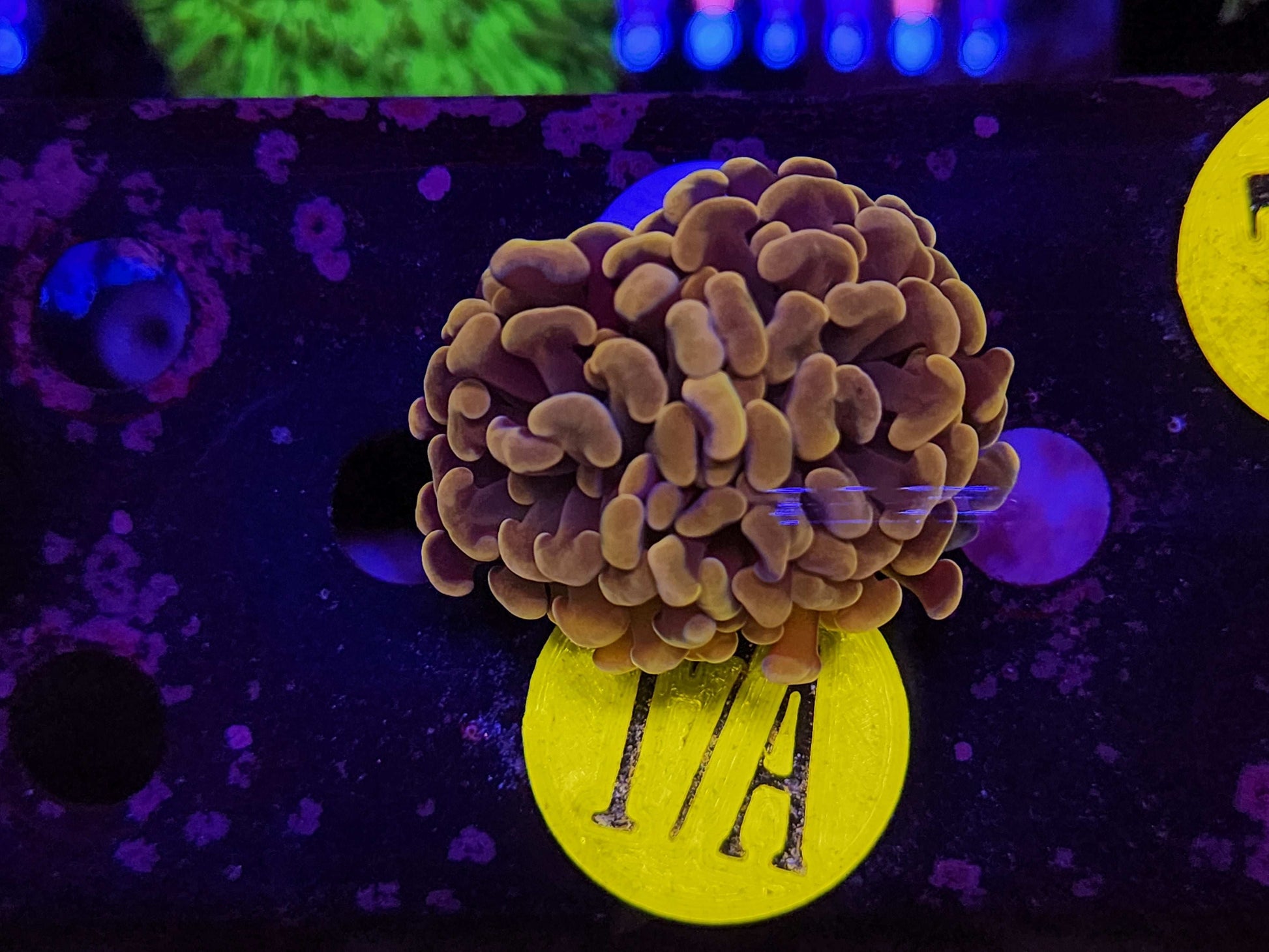 Dark Gold Hammer Coral, WYSIWYG!
