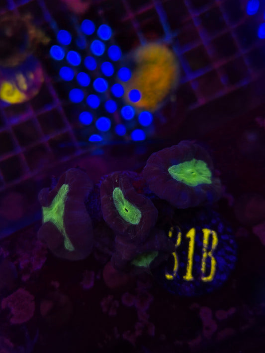 Dark Neon Candy Cane Frag WYSIWYG!