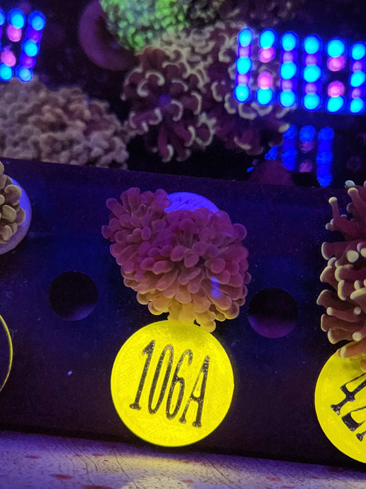 Dark Splatter Hammer Coral, WYSIWYG!