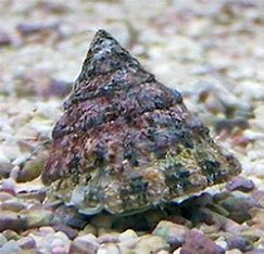 Astrea Snail