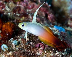 Firefish Goby