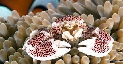 Anemone Crab