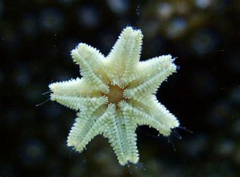 Astrerina Starfish