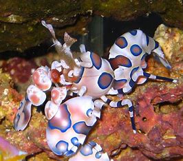 Harlequin Shrimp