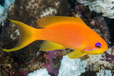 Blue Eye Anthias