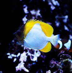 Yellow Pyramid Butterflyfish