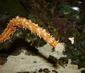 Tiger Tail Cucumber