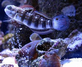 Dragon Goby