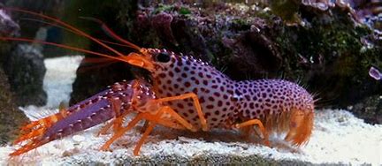 Purple Reef Lobster