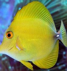 Large Scopas: Yellow-Hybrid