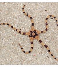 Serpent Sea Star, Fancy Tiger Striped