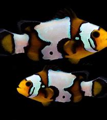 Black Ice Clownfish