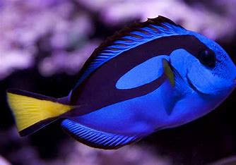 GLC Raised Hippo Tang