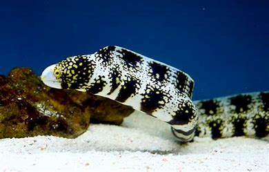 Snowflake Eel