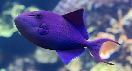 Niger Triggerfish