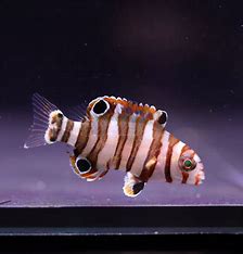 Harlequin Tusk (Juvenile)