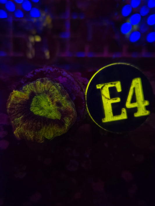 Dragon Soul Favia Frag WYSIWYG!