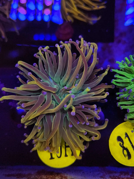 Dragon Tamer Torch Coral, WYSIWYG!