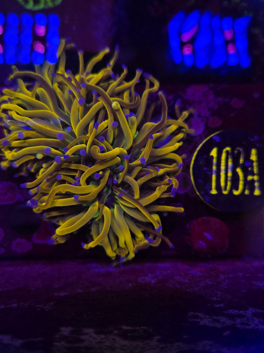 Dragon Tamer Torch Coral WYSIWYG!