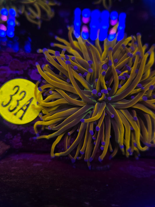 Dragon Tamer Torch Coral WYSIWYG!