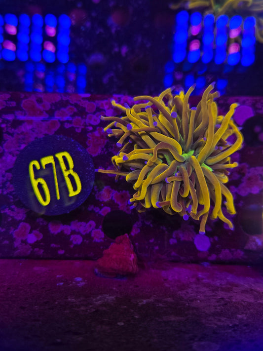 Dragon Tamer Torch Coral WYSIWYG!