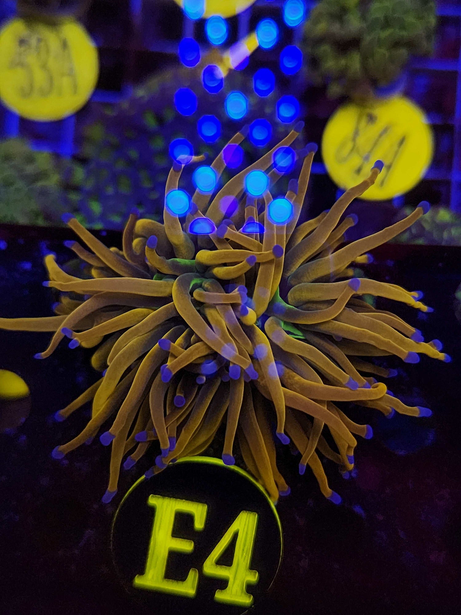 Dragon Tamer Torch Coral, WYSIWYG!