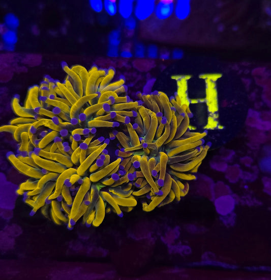 Dragon Tamer Torch Coral,WYSIWYG!
