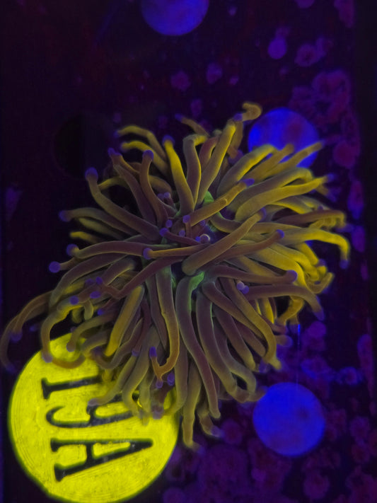 Dragon Tamer Torch Coral WYSIWYG!