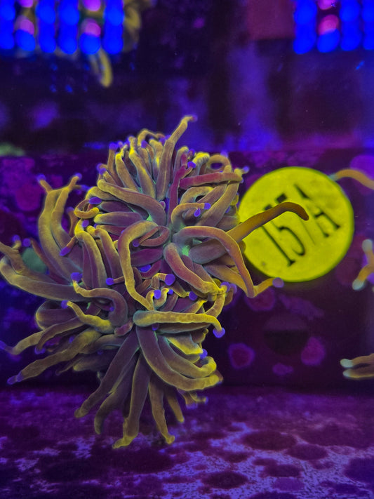 Dragon Tamer Torch Coral WYSIWYG!