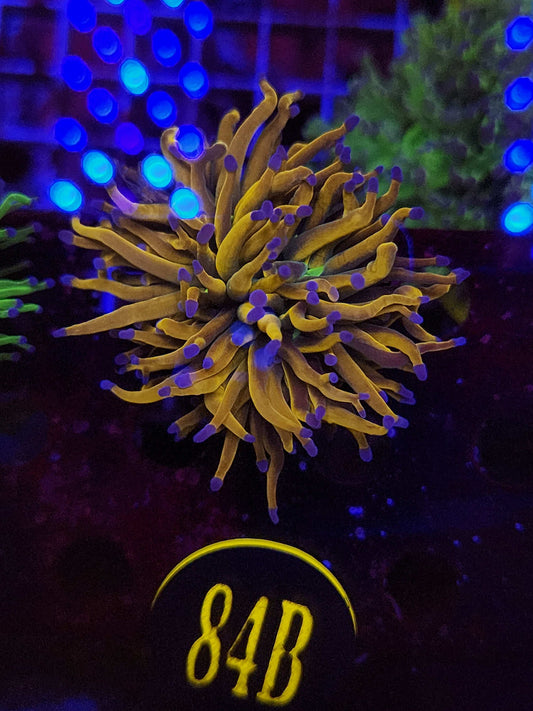 Dragon Tamer Torch Coral, WYSIWYG!