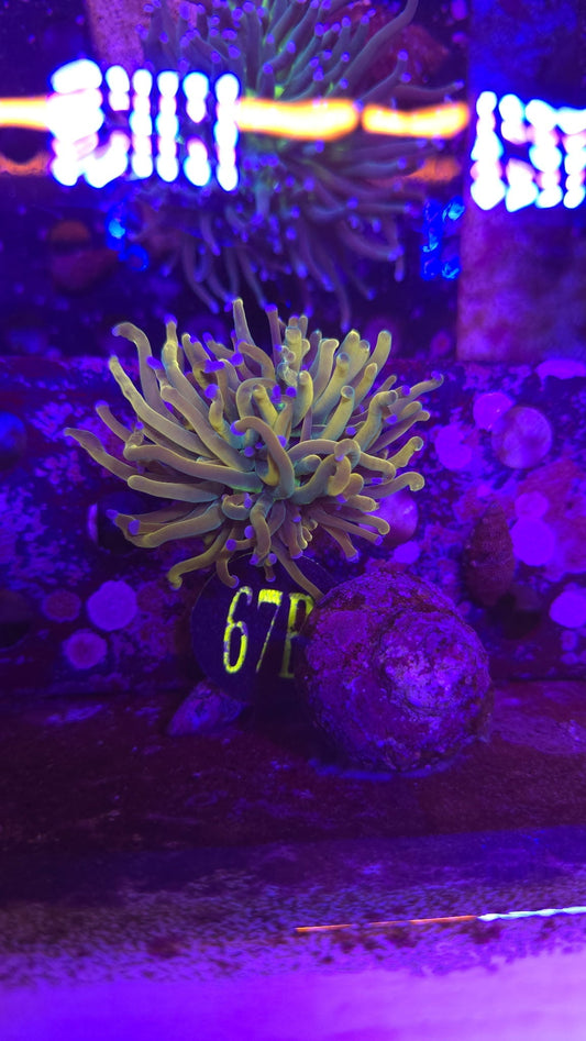 Dragon Tamer Torch Coral WYSIWYG!