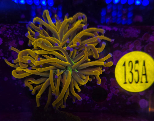 Dragon Tamer Torch Coral WYSIWYG!