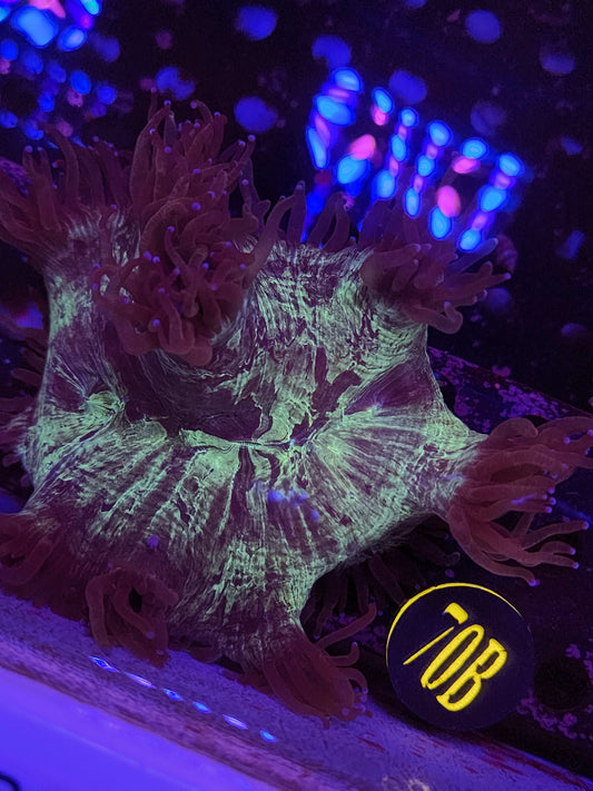 Elegance Coral, WYSIWYG!