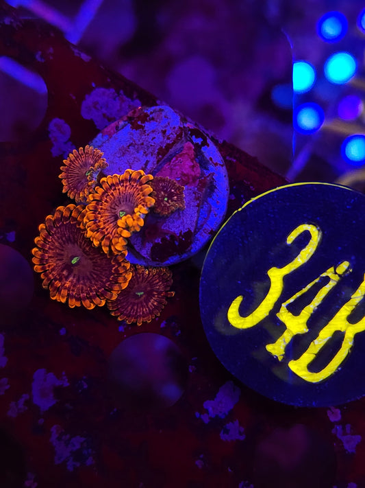Fairy Farts Zoanthid Frag WYSIWYG!