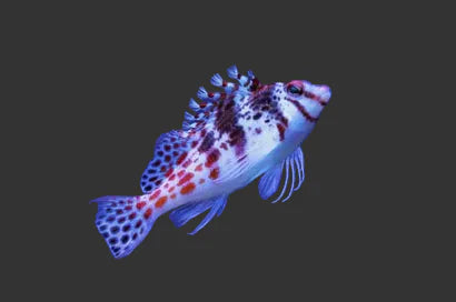 Falco Hawkfish (2-3’’)