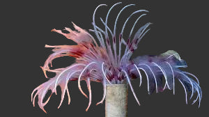 Feather Duster