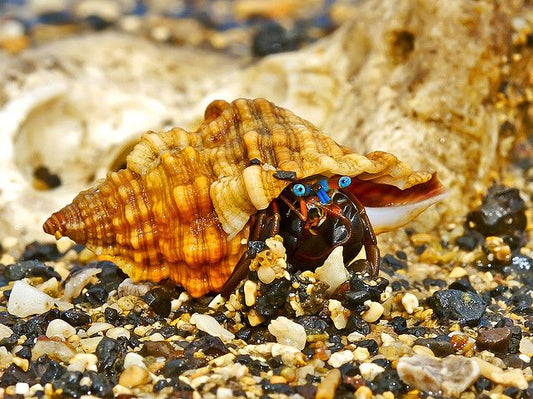 Blue Eye Hermits, M-L