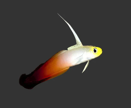 Firefish Goby (2-3’’)