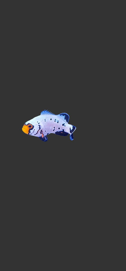 Flurry Snowflake Clownfish (2-3’’)