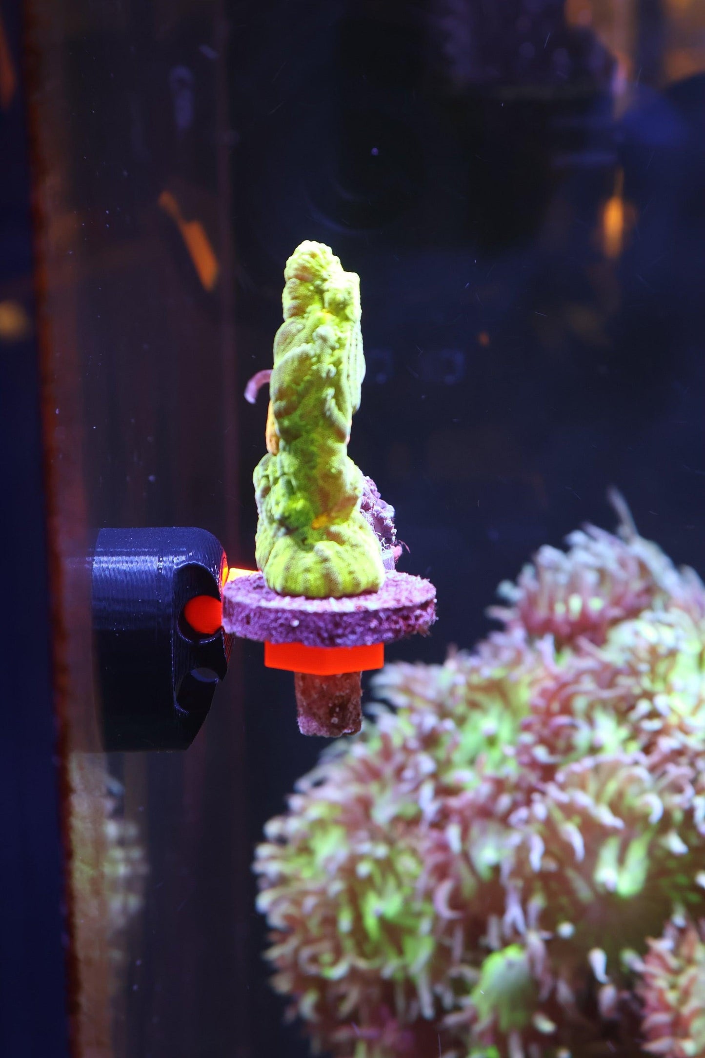 FragLoc™ - Magnetic Coral Frag Rack Kit - Animals & Pet Supplies