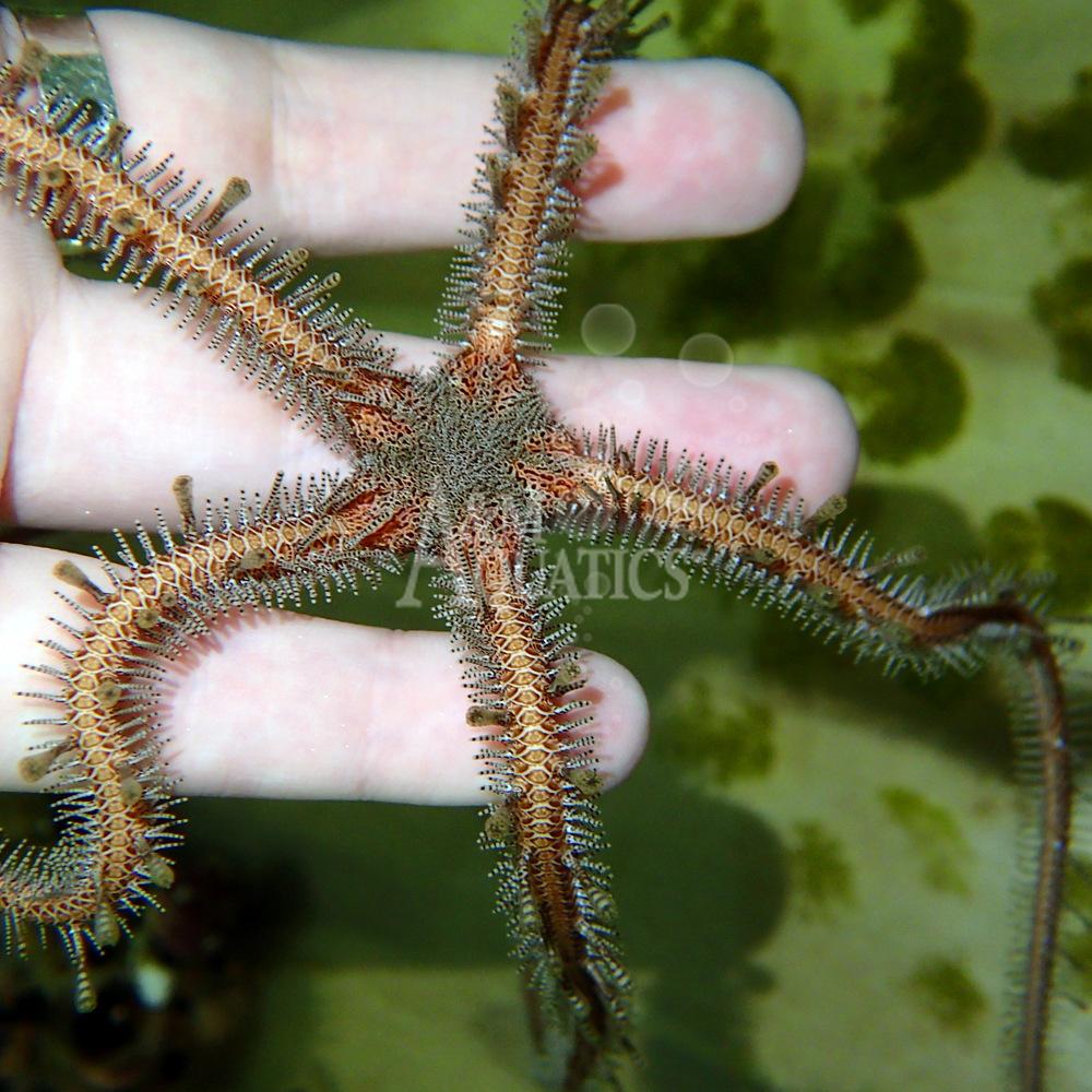 Ornate Brittle Starfish